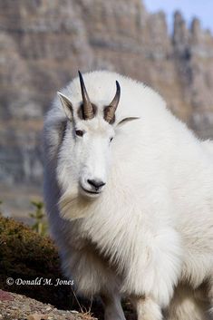 a mountain goat with long horns standing on top of a rocky hill next to a cliff