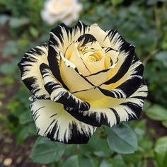 a black and white rose with yellow petals in the middle of some green leaves,