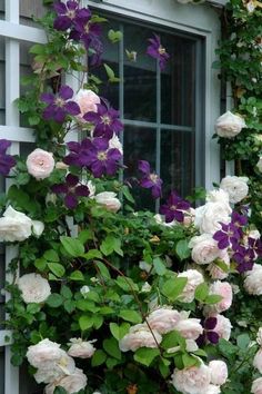 pink and white roses growing on the side of a house with purple flowers in front of it