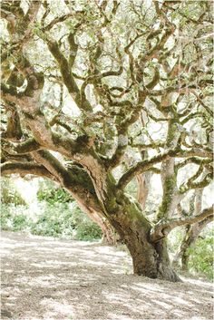 an old tree with lots of branches in the shade