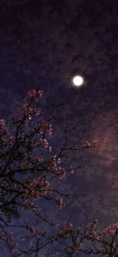 the full moon shines brightly in the night sky above cherry blossom trees and branches