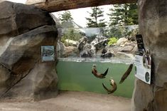 there are some sea lions swimming in the water at the zoos exhibit, and one is jumping into the water