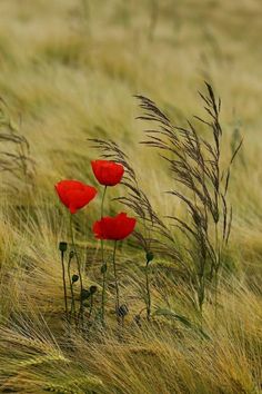 three red flowers are in the tall grass