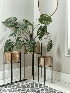 three plant stands with plants in them on the floor next to a rug and window