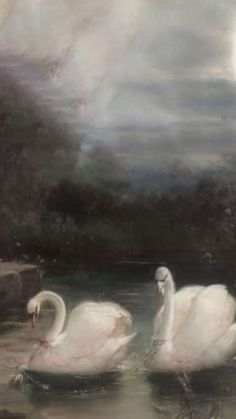 two white swans floating on top of a body of water