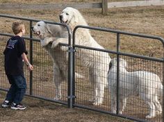 two white dogs standing next to each other on top of a fenced in area