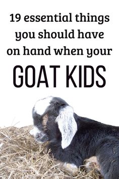 a goat laying on top of hay with the caption, 19 essential things you should have on hand when your goat kids