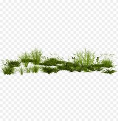 some green plants and grass on a transparent background, hd png downloads to be used