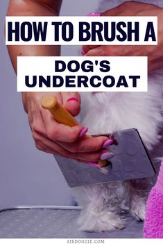 a woman brushing her dog's undercoat with the words how to brush a dog's undercoat