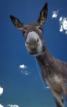 a donkey looks at the camera while standing in front of a blue sky with clouds