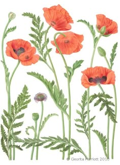 an illustration of red flowers with green leaves