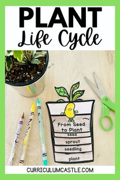 a plant life cycle is shown with scissors, pens and pencils on the table