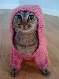 a cat is wearing a pink sweater and looking at the camera while standing on a wooden floor