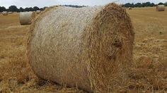 bales of hay in an open field on a cloudy day