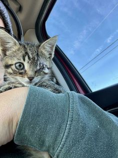 a person holding a small kitten in their lap while sitting in the back seat of a car