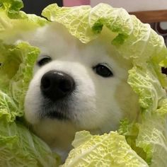 a white dog with lettuce on its head