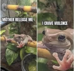 Funny Frogs, A Frog, Cute Frogs, Real Funny Jokes, Cute Memes, Really Funny Joke