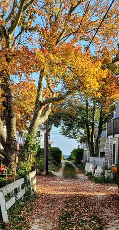 Path to the ocean with fall leaves and white fences Fall Capes, Provincetown Cape Cod, Coastal Fall, Massachusetts Travel, Autumn In New York, Cape Cod Massachusetts, Autumn Aesthetic