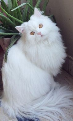 a white cat sitting on the ground next to a potted plant