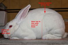 a white rabbit sitting on top of a counter next to a red line marked in