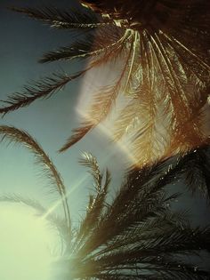 palm trees blowing in the wind against a blue sky with sun flares through them