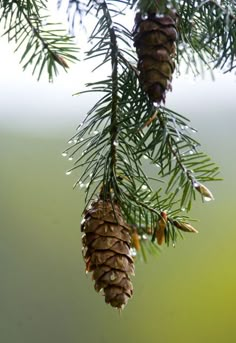 pine cones hanging from a tree branch with drops of water on the leaves and branches