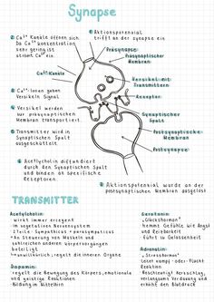 the anatomy of an animal's body and its parts info sheet with instructions on how to