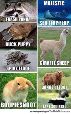 some animals that have different names for each animal