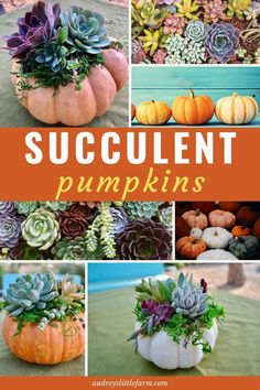 pumpkins with succulent plants in them and the words, succulent pumpkins