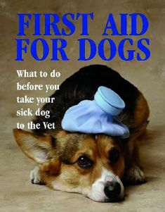 a dog laying on the ground with its head under a hat that says, first aid for dogs