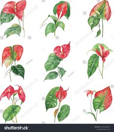 different types of flowers and leaves on a white background, watercolor painting stock photo