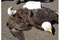 two bald eagles sitting on the ground next to each other