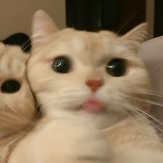 two white cats with black eyes and one has its paw on the other's chest