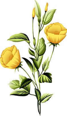 two yellow flowers with green leaves on a white background