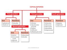 a family tree with the names of different people and their families in red on it