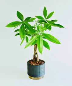 a potted plant with green leaves in it