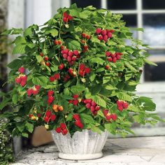 a potted plant with bright red flowers and green leaves on the outside of it