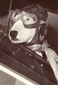 a dog with goggles and a helmet sitting in a luggage bag on top of a plane