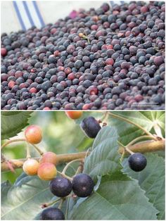 two pictures of berries on the same tree