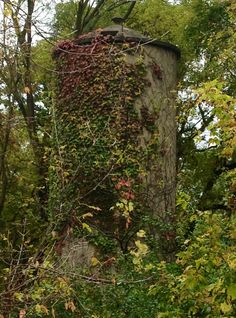 an old tree stump covered in vines and ivys