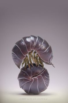 an image of a purple flower that is in the shape of a snail's shell