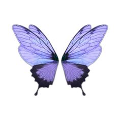 two purple and black butterfly wings on a white background