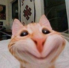 an orange and white cat with its mouth open looking at the camera while sitting on a bed