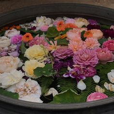 flowers are floating in a large metal bowl on the ground with green leaves and rocks