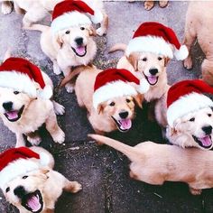 a group of puppies wearing santa hats