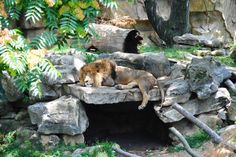 two lions laying on rocks in an enclosure