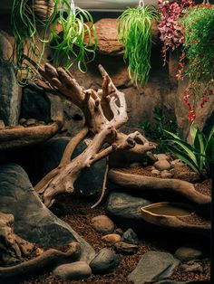 an aquarium filled with plants and rocks