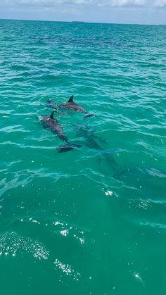 three dolphins swimming in the ocean together