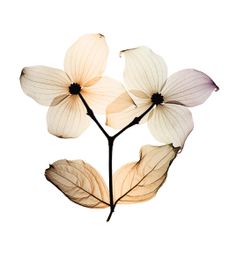 three white flowers with brown leaves on a white background