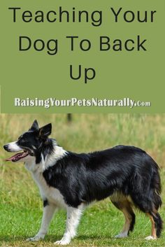 a black and white dog standing on top of a grass covered field with the words teaching your dog to back up